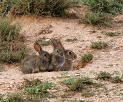 Una plaga de conejos daña los campos agrícolas de la Dehesa de Tarazona